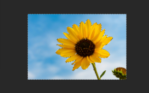 Read more about the article How to Invert Selection in Photoshop